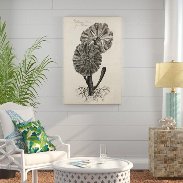 Thornton Succulents II by Robert J. Thornton - Wrapped Canvas Drawing Print Print Blue Elephant Size: 122cm H x 81cm W on Productcaster.