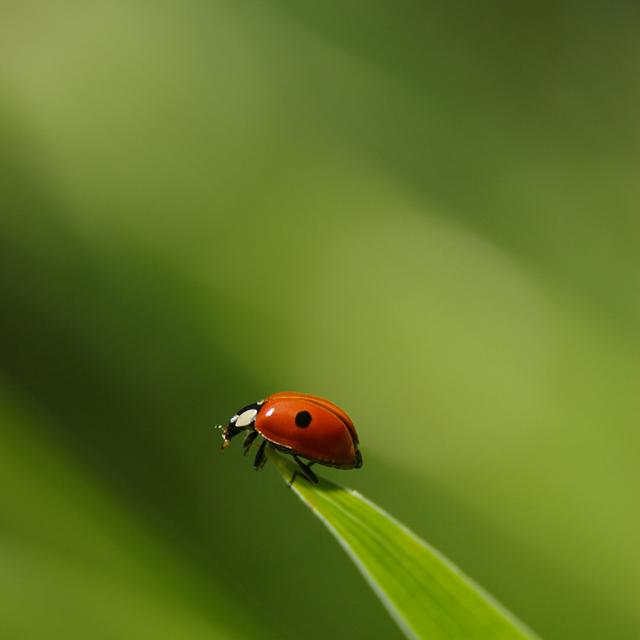 Solveg Ladybug - Print Ebern Designs Size: 76cm H x 76cm W x 3.8cm D on Productcaster.