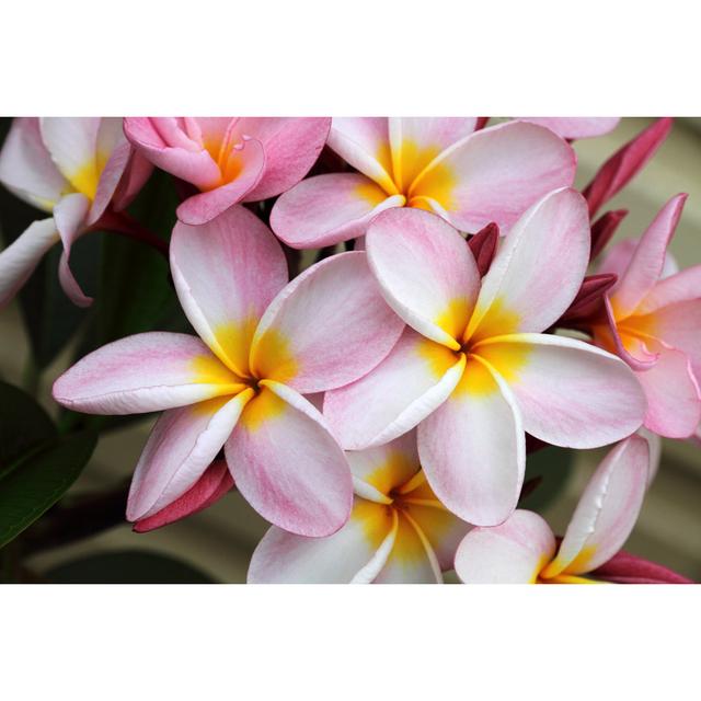 Isleton Isleton Pink Frangipani (Plumeria) Flower - Wrapped Canvas Photograph Latitude Run Size: 30cm H x 46cm W x 3.8cm D on Productcaster.