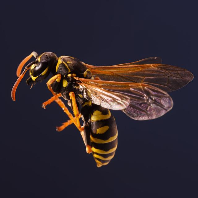 Wilksboro Worker Wasp - Wrapped Canvas Photograph August Grove Size: 122cm H x 122cm W x 3.8cm D on Productcaster.