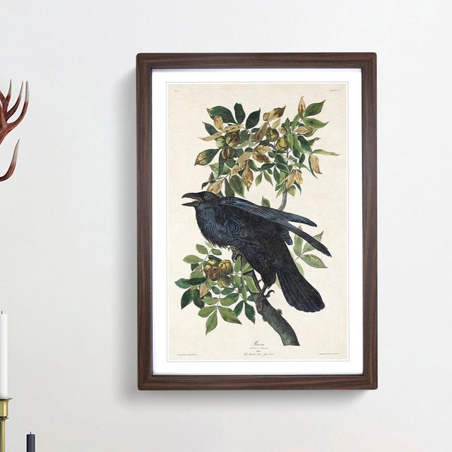 Raven by John Audubon - Picture Frame Painting Print East Urban Home Size: 36cm H x 27cm W x 2cm D, Frame Option: Walnut Framed on Productcaster.