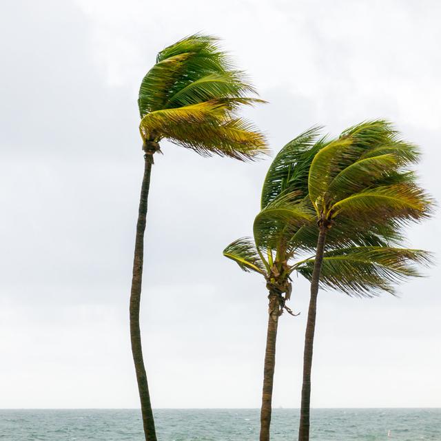 Palm Trees - Wrapped Canvas Photograph Bay Isle Home Size: 51cm H x 51cm W x 3.8cm D on Productcaster.