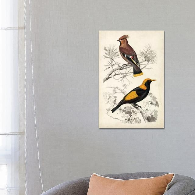 D'Orbigny Birds V by Alicide D'Orbigny - Wrapped Canvas Painting ClassicLiving Size: 66.04cm H x 45.72cm W x 3.81cm D on Productcaster.