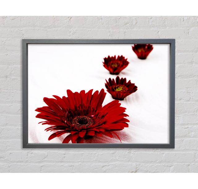 Rote Gerbera-Köpfe - Druck Ophelia & Co. Format: Weiß gerahmte Leinwand, Größe: 84,1 cm H x 118,9 cm B x 3,3 cm T on Productcaster.