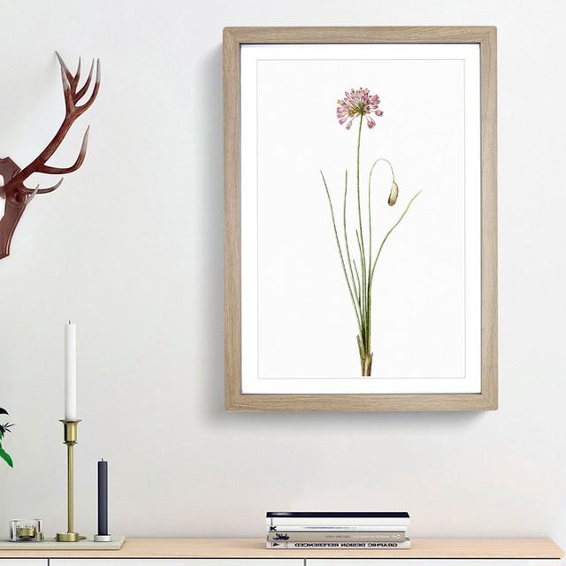 Autumn Onion Flowers by Pierre-Joseph Redoute - Single Picture Frame Painting East Urban Home Frame Option: Oak Framed, Size: 33cm H x 24cm W x 2cm D on Productcaster.