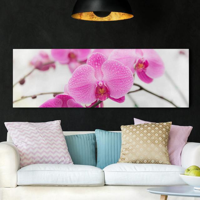 Close-Up of an Orchid - Wrapped Canvas Art Prints Ebern Designs Format: 330g/m³ Recycled Canvas, Size: 50cm H x 150cm W on Productcaster.