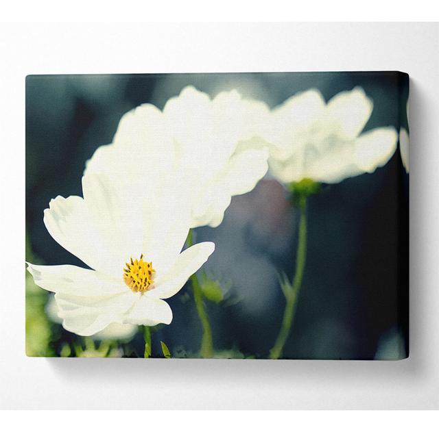 Beautiful Soft White Petals - Wrapped Canvas Art Prints Latitude Run Size: 81cm H x 121.9cm W x 10cm D on Productcaster.