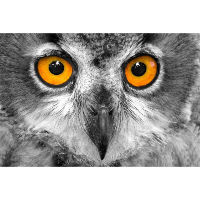 Short Eared Owl - Wrapped Canvas Photograph Alpen Home Size: 51cm H x 76cm W x 3.8cm D on Productcaster.