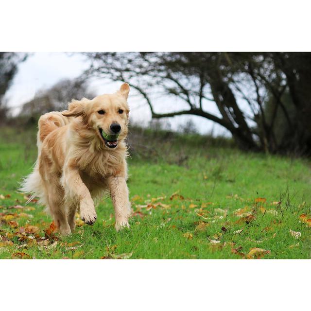 Golden Retriever Dog Running in a Field with a Ball in Her Mouth by HollyAA - Wrapped Canvas Photograph Ebern Designs Size: 81cm H x 122cm W on Productcaster.