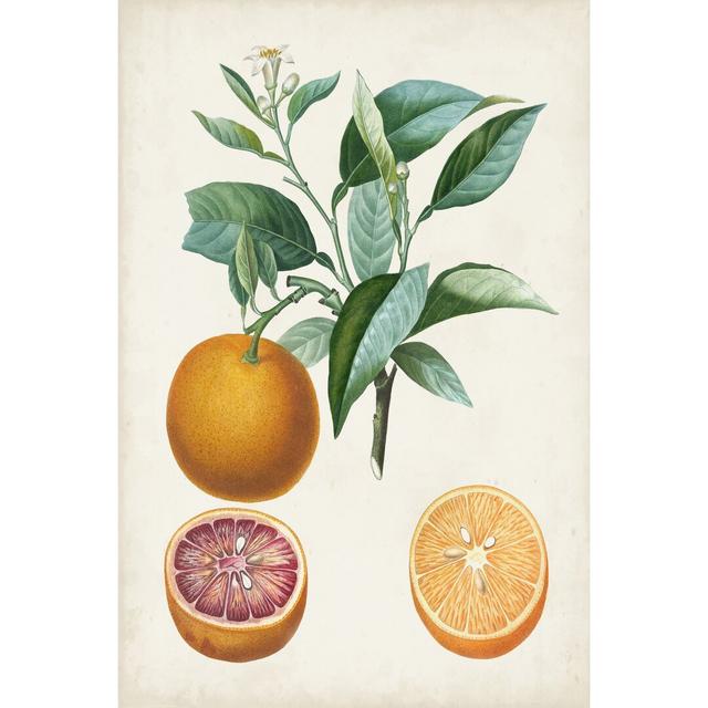 Orange de Malte by Pierre Antoine Poiteau - Wrapped Canvas Painting August Grove Size: 122cm H x 81cm W x 3.8cm D on Productcaster.