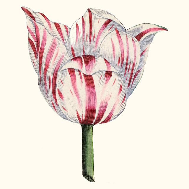 Tulip Garden I by Vision Studio - Wrapped Canvas Graphic Art Rosalind Wheeler Size: 91cm H x 91cm W on Productcaster.