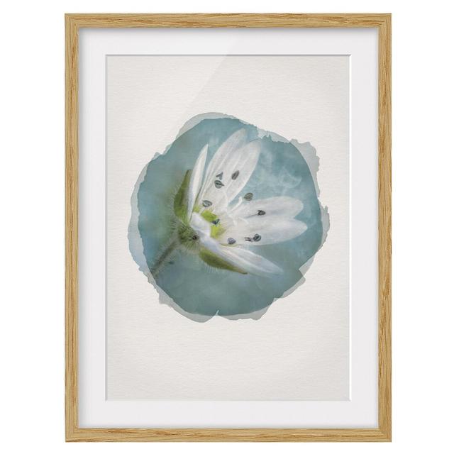 White Blossom on Blue - Picture Frame Graphic Art Rosalind Wheeler Size: 70cm H x 50cm W x 2cm D, Frame Option: Brown Framed on Productcaster.