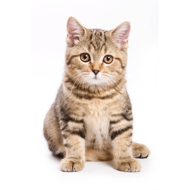 British Kitten on White Background by Dixi - Wrapped Canvas Photograph Ebern Designs Size: 122cm H x 81cm W on Productcaster.