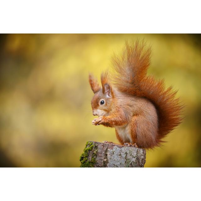 Red Squirrel by Neil_Burton - Print 17 Stories Size: 20cm H x 30cm W on Productcaster.