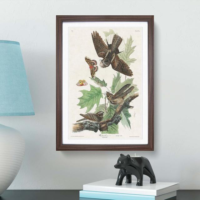 Whip-Poor-Will Birds and Butterflies by John Audubon - Picture Frame Painting Print East Urban Home Size: 65cm H x 48cm W x 2cm D, Frame Option: Walnu on Productcaster.