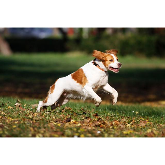 Brittany Spaniel Dog by KatPaws - Wrapped Canvas Photograph 17 Stories Size: 51cm H x 76cm W on Productcaster.