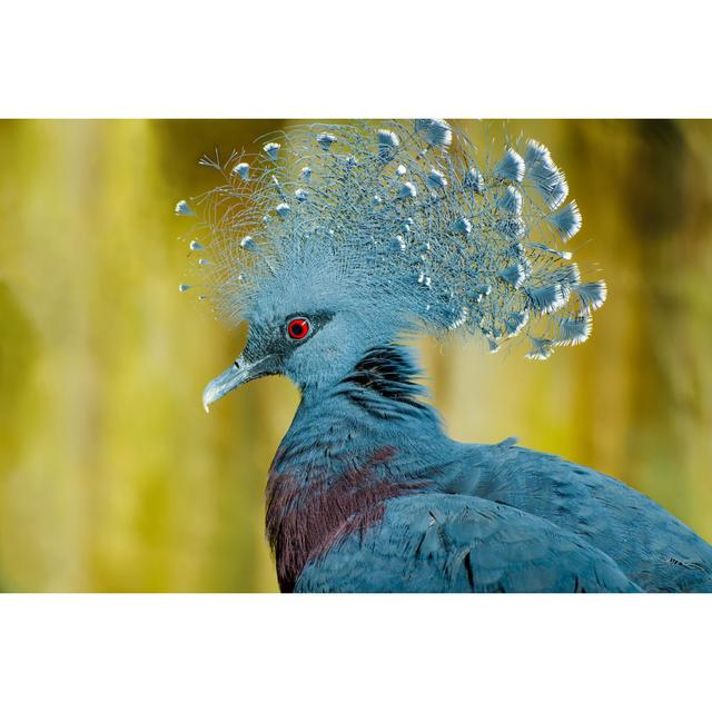 Victoria Crowned Pigeon by - Wrapped Canvas Photograph 17 Stories Size: 61cm H x 91cm W on Productcaster.