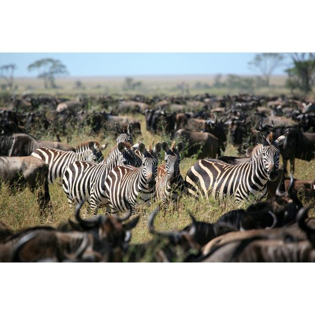 Zebra'S Among A Migrating by Rhardholt - Wrapped Canvas Photograph 17 Stories Size: 51cm H x 76cm W on Productcaster.