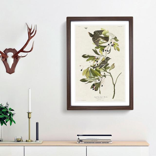 Green-Crested Flycatcher by John Audubon - Picture Frame Painting Print East Urban Home Frame Option: Walnut Framed, Size: 36cm H x 27cm W x 2cm D on Productcaster.