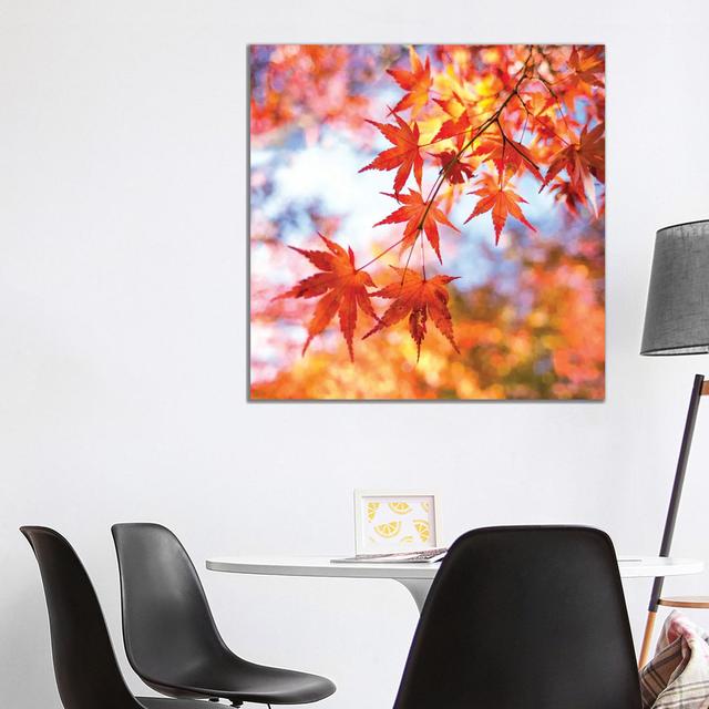 Japanese Maple Tree In Autumn by Jan Becke - Wrapped Canvas Print Latitude Run Size: 93.98cm H x 93.98cm W x 1.91cm D on Productcaster.