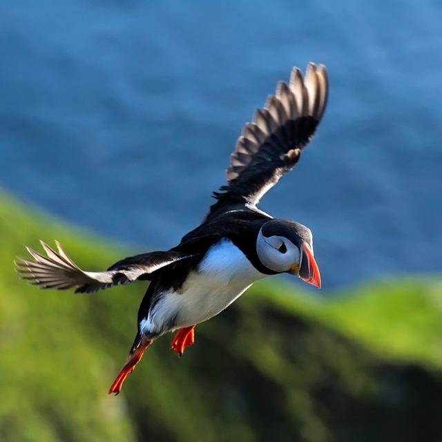 Papageientaucher fliegen (fratercula arctica) 17 Stories Größe: 20 cm H x 20 cm B on Productcaster.