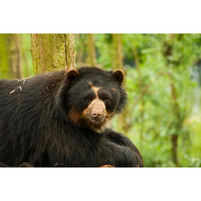 Andean Bear - No Frame Print on Canvas Alpen Home Size: 51cm H x 76cm W on Productcaster.