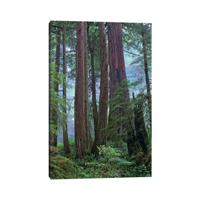 Coast Redwood Old Growth Stand, Del Norte Coast Redwoods State Park, California by Tim Fitzharris - Wrapped Canvas Print Alpen Home Size: 30.48cm H x on Productcaster.