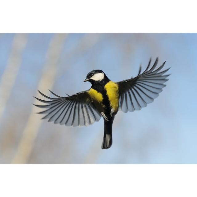 Flying Great Tit by Victortyakht - Wrapped Canvas Photograph Latitude Run Size: 20cm H x 30cm W on Productcaster.