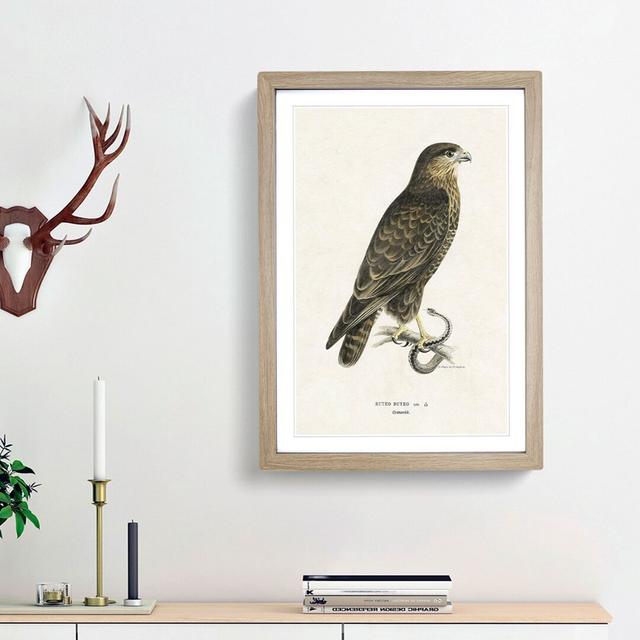 The Common Buzzard by Von Wright - Picture Frame Painting Print East Urban Home Frame Option: Oak Framed, Size: 87cm H x 62cm W x 2cm D on Productcaster.