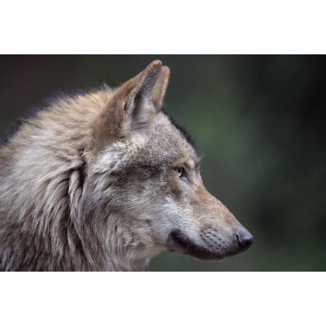 Wolf Portrait by - Wrapped Canvas Photograph Alpen Home Size: 61cm H x 91cm W on Productcaster.