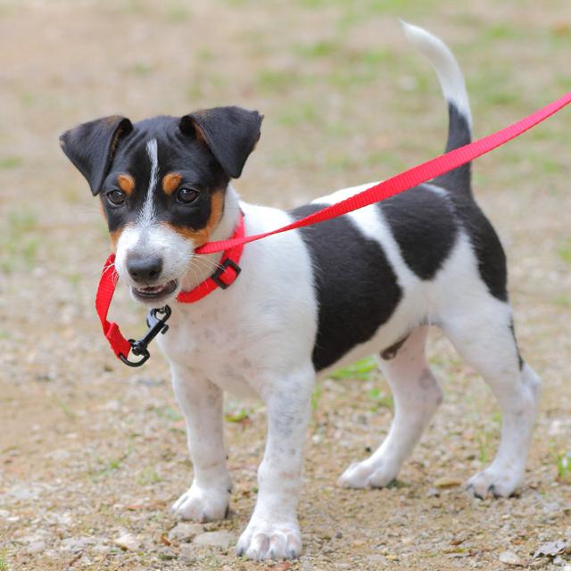 Closeup Of Jack-Russell Puppy by Gregory_DUBUS - No Frame Print on Canvas 17 Stories Size: 122cm H x 122cm W on Productcaster.