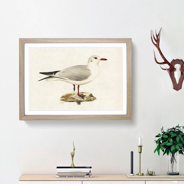 Black-Headed Gull by Von Wright - Picture Frame Art Print East Urban Home Frame Option: Oak Framed, Size: 48cm H x 65cm W x 2cm D on Productcaster.