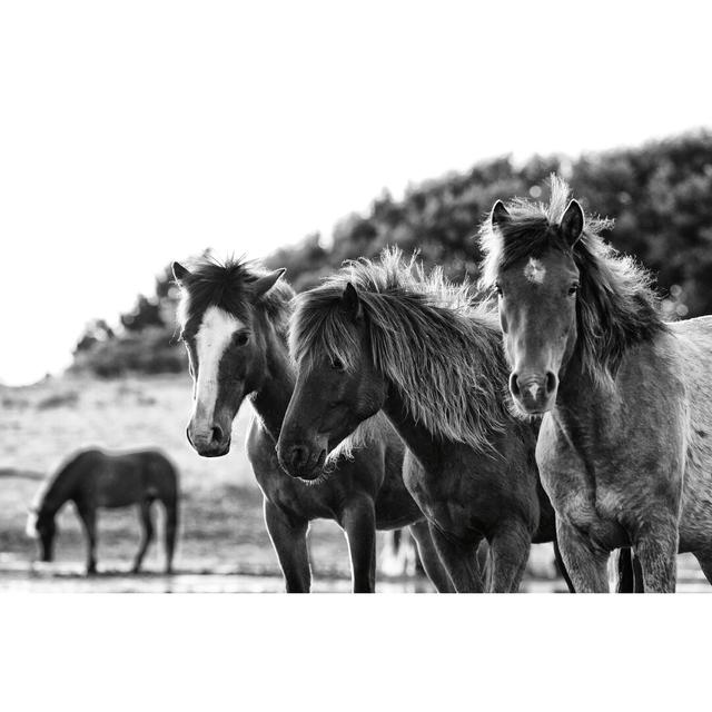 Horses Three Crop by Aledanda - Wrapped Canvas Photograph Natur Pur Size: 61cm H x 91cm W on Productcaster.