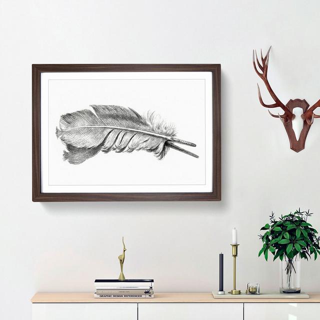 Feather by Jean Bernard - Picture Frame Drawing Print East Urban Home Size: 48cm H x 65cm W x 2cm D, Frame Option: Walnut Framed on Productcaster.