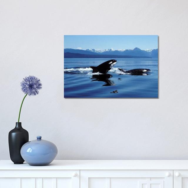 Killer Whales Breaching In Icy Strait, Southeast Alaska House of Hampton Size: 30.48cm H x 45.72cm W x 1.91cm D on Productcaster.