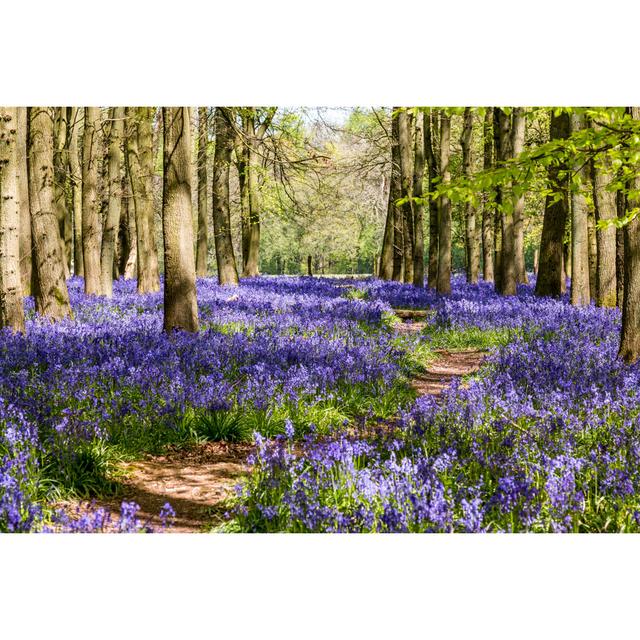 Avenue Through The Bluebells - Wrapped Canvas Print Alpen Home Size: 30cm H x 46cm W on Productcaster.