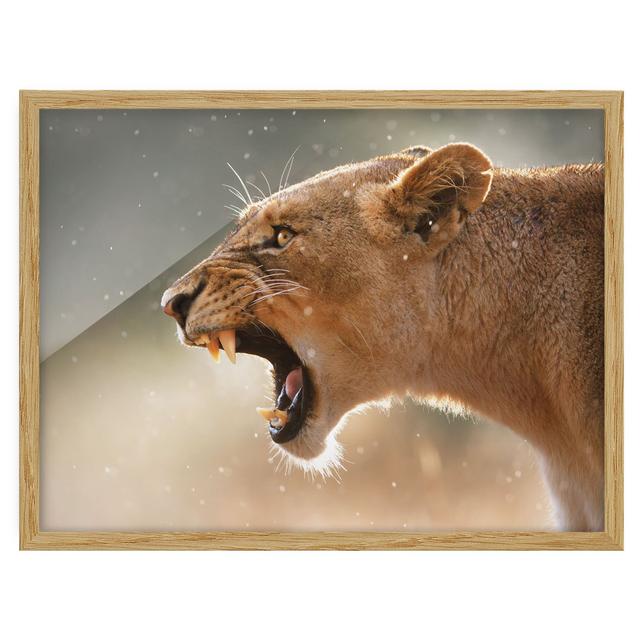 Lioness on the Hunt - Picture Frame Graphic Art Latitude Vive Size: 50cm H x 70cm W x 2cm D, Frame Option: Brown Framed on Productcaster.