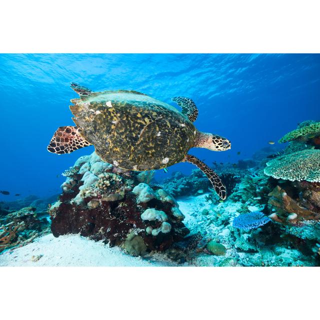 Hawksbill Turtle Swimming by Ifish - Wrapped Canvas Print 17 Stories Size: 20cm H x 30cm W on Productcaster.