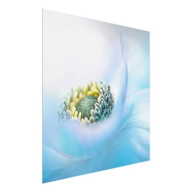 'Anemone on the River' Photograph on Glass East Urban Home Size: 50 cm H x 50 cm W on Productcaster.