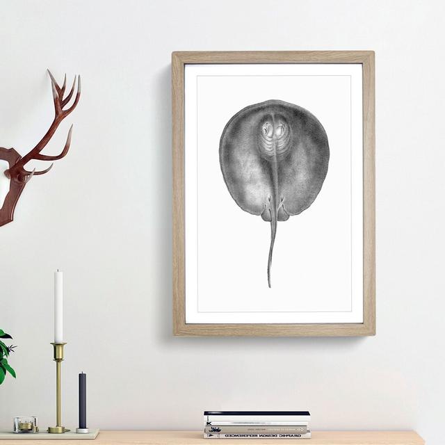 Stingray Illustration - Picture Frame Drawing Print East Urban Home Frame Option: Oak Framed, Size: 48cm H x 36cm W x 2cm D on Productcaster.