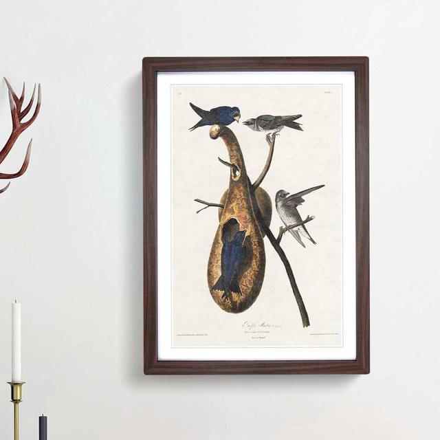 Purple Martin Birds by John Audubon - Picture Frame Painting Print East Urban Home Size: 65cm H x 48cm W x 2cm D, Frame Option: Walnut Framed on Productcaster.