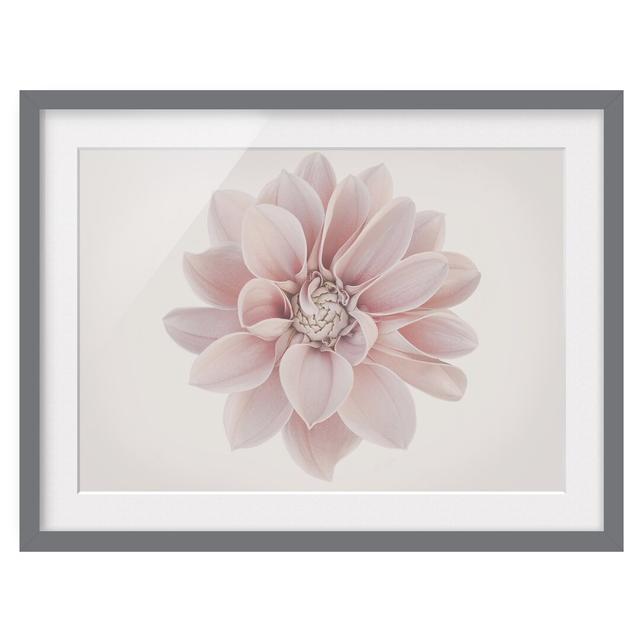 Dahlia Flower Pastel White Pink - Picture Frame Graphic Art Ebern Designs Size: 50cm H x 70cm W x 2cm D, Frame Option: Grey Framed on Productcaster.