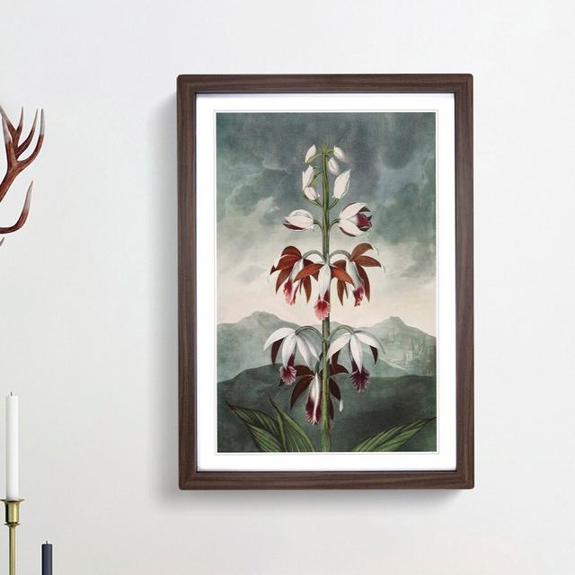 Chinese Limodoron Plant by R.J. Thornton - Picture Frame Painting Print East Urban Home Size: 65cm H x 48cm W x 2cm D, Frame Option: Walnut Framed on Productcaster.