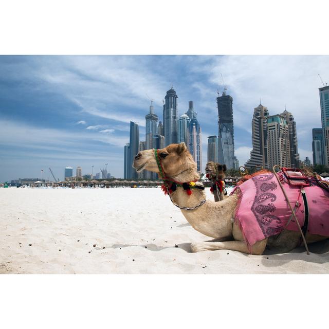 Camel Resting Outside a City by Cherkas - Wrapped Canvas Photograph Gracie Oaks Size: 20cm H x 30cm W on Productcaster.