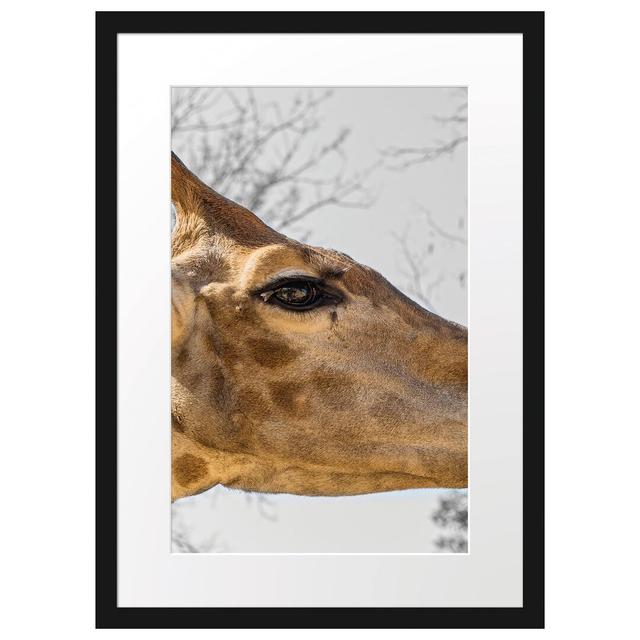 Gerahmter Fotodruck Graceful Giraffe Eating East Urban Home Farbe: Braun, Größe: 55 cm H x 40 cm B x 2,5 cm T on Productcaster.