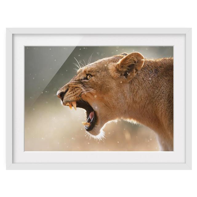 Lioness on the Hunt - Picture Frame Graphic Art Print on Paper East Urban Home Frame Options: Matt white, Size: 40cm H x 55cm W on Productcaster.