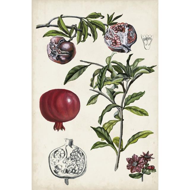 Pomegranate Composition I by Naomi McCavitt - Wrapped Canvas Print Rosalind Wheeler Size: 46cm H x 30cm W on Productcaster.