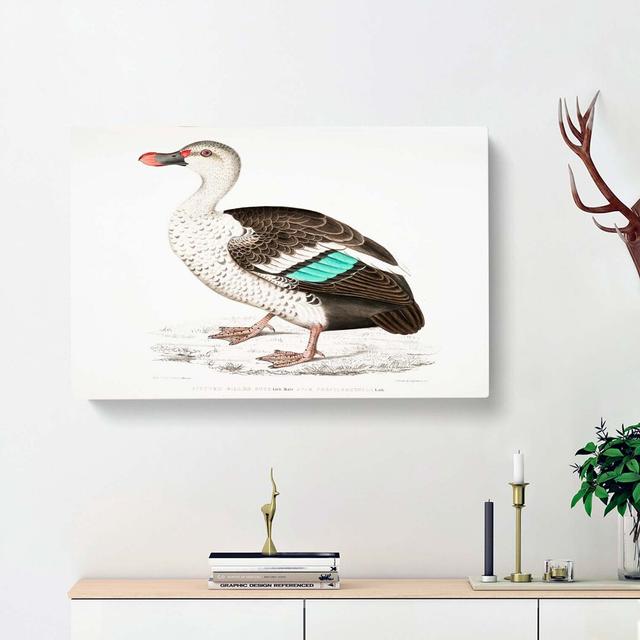 Spotted Billed Duck Illustration by John Edward Gray - Wrapped Canvas Painting Print East Urban Home Size: 35cm H x 50cm W x 3cm D on Productcaster.