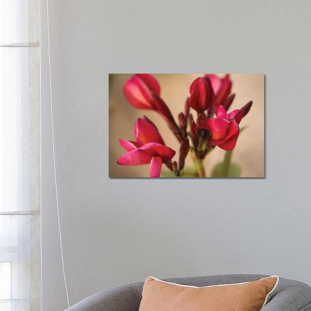 Guadalupe Fernandez Plumeria, Multi-Colored Flower From Yucatan by Aged Pixel - Wrapped Canvas Gallery-Wrapped Canvas Giclée Ebern Designs Size: 45.72 on Productcaster.