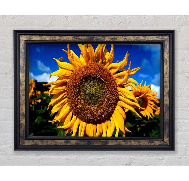 Huge Sunflower Faces - Print August Grove Size: 21cm H x 29.7cm W x 8cm D, Format: Antique Silver Framed Paper on Productcaster.